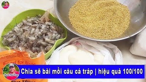Chia sẽ bài mồi câu cá tráp | hiệu quả 100/100 | Thanh Phúc Vlogs