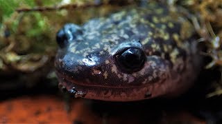 Salamander Feeding Time: Hida Salamanders (Hynobius kimurae)