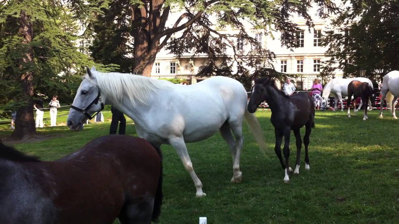 Baby Lipizzan