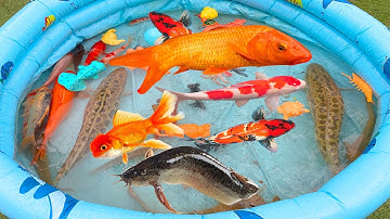 kem kem tivi lấy bóng nước của cá sấu, bơm nước thả vào bể bơi, cá vàng, cá koi, cá chuối, cá trê.