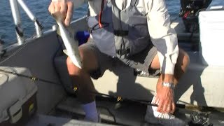 Redneck 101- How to Hook Sand Trout for Bull Redfish or Shark Bait