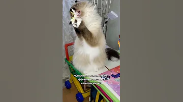 Правда ли, что у кошек 9 жизней?
