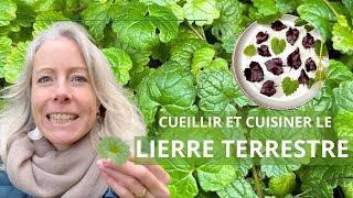 Cueillir et cuisiner le lierre terrestre