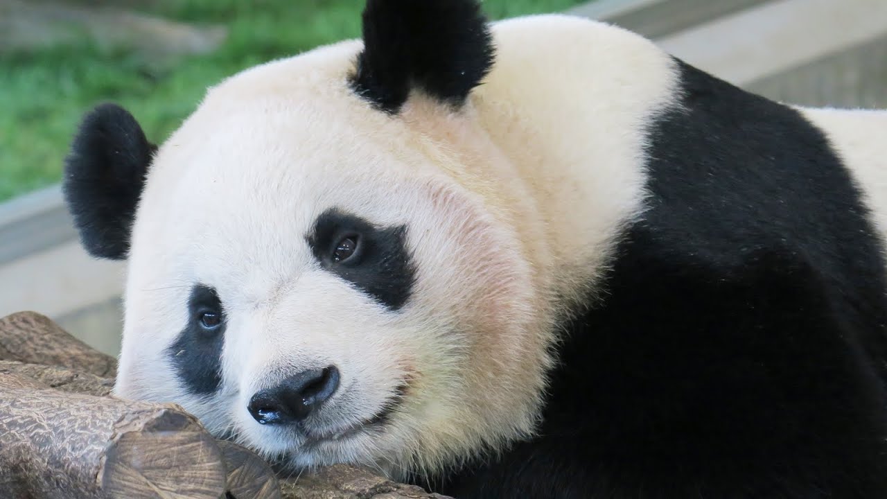 楓浜生配信！ 楓浜の最新映像に感動【パンダ生配信】アドベンチャーワールドスペシャルパンダツアー！！ 楓浜良浜結浜彩浜タンタン生配信！ 中国へ旅立ったアドベンのパンダ達！ アドベンチャーワールドのパンダ