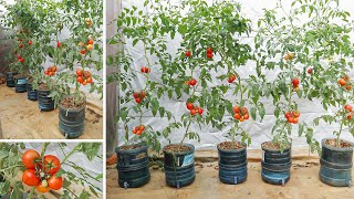 Growing tomatoes on the terrace - Large fruits - No need for constant watering