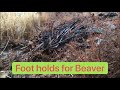 Basic Beaver Trapping- Foot Holds and Drowning Cable