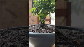 portulacaria #afra #Fusion #fusao going good.