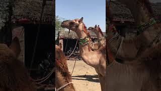 سفينة Camel 🐪🐪🐫🐪🐫🐪 mandi​الجمل يستمتع بوقتة تماماً​الجمل في قمة المرح​جمل مستمتعهيجانمرح