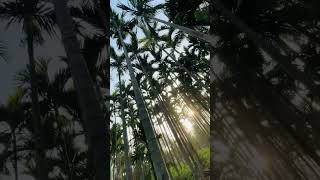 areca nut plants #viral #youtubeshorts #arecanutfarming #davanagere #channagiri