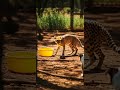 Cheetah Cub vs Dog: Too Fast for Playtime Watch the Speed Showdown #wildlife #pets #fast