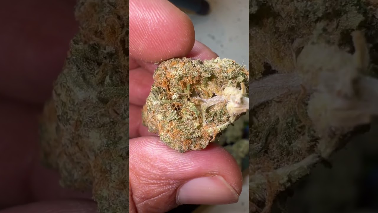 Singapore Sling 🌿 21+ only 