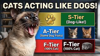 Unbelievable: 7 Cat Breeds That ACT Exactly Like Dogs (The 'Alien' One Will SHOCK You!)