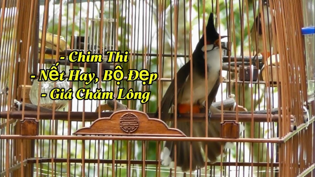 29.6 - Chim Thi Nết Hay, Bộ Đẹp, Giá Chăm Lông / 9 Chào Mào Cực Đẹp