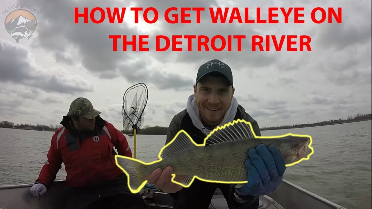 michigan walleye tour detroit river