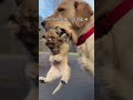 When your "Puppy" is actually a Lion... 😂 #animalrescue #wildliferescue#puppy #goldenretriever