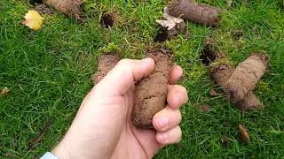 How to Address Fairy Rings in Lawns
