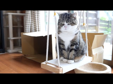 ねこ日記20200606。-Maru&Hana's Diary June 6, 2020.-