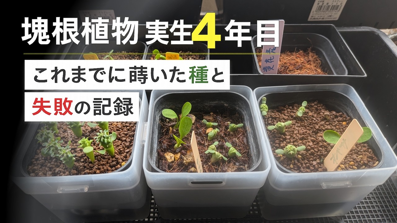 彩音 PSY-ON ORIGINAL CAUDEX POT③ Fourth year of growing caudex plants from seed | A record of seeds