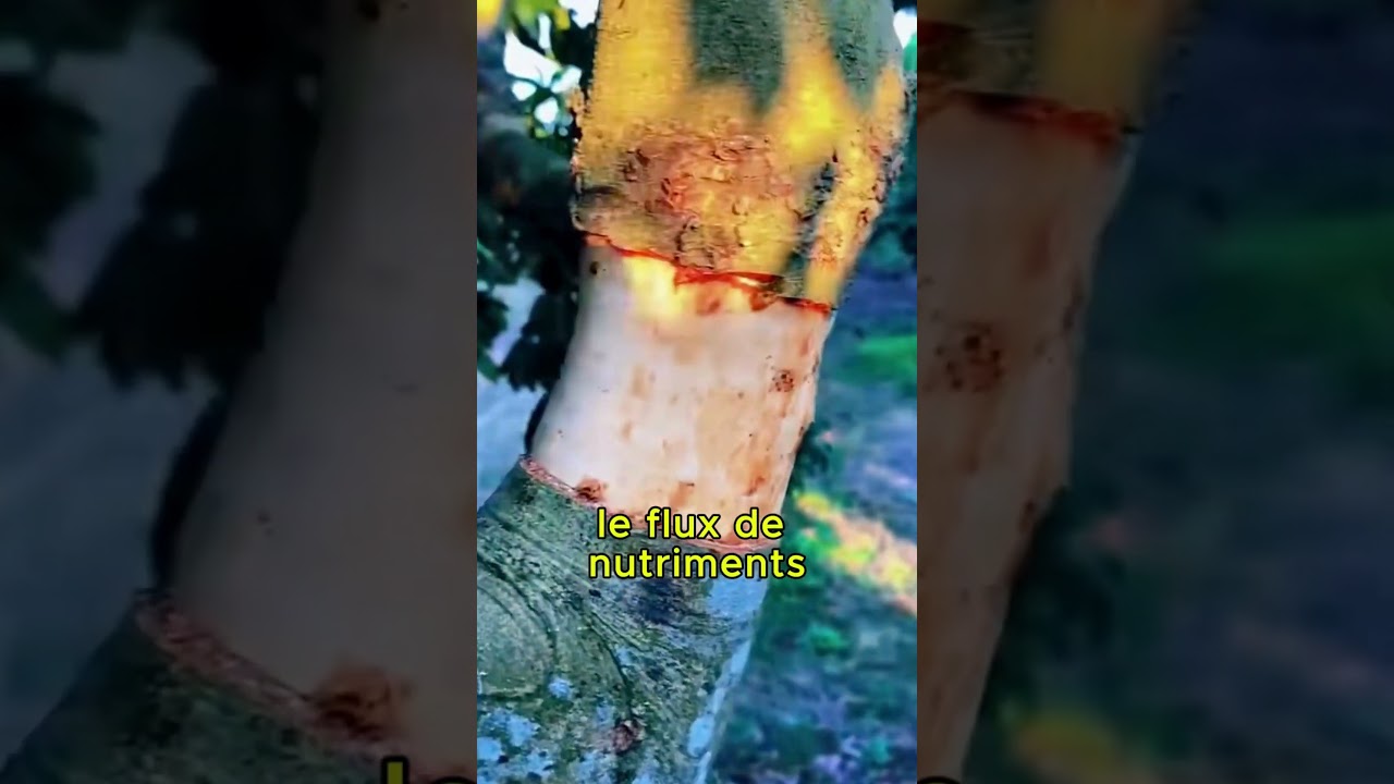 La Technique Secrète du Marcottage Aérien Pour Des Arbres Parfaits!