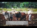 Bull Surfing || കന്നുപൂട്ട്