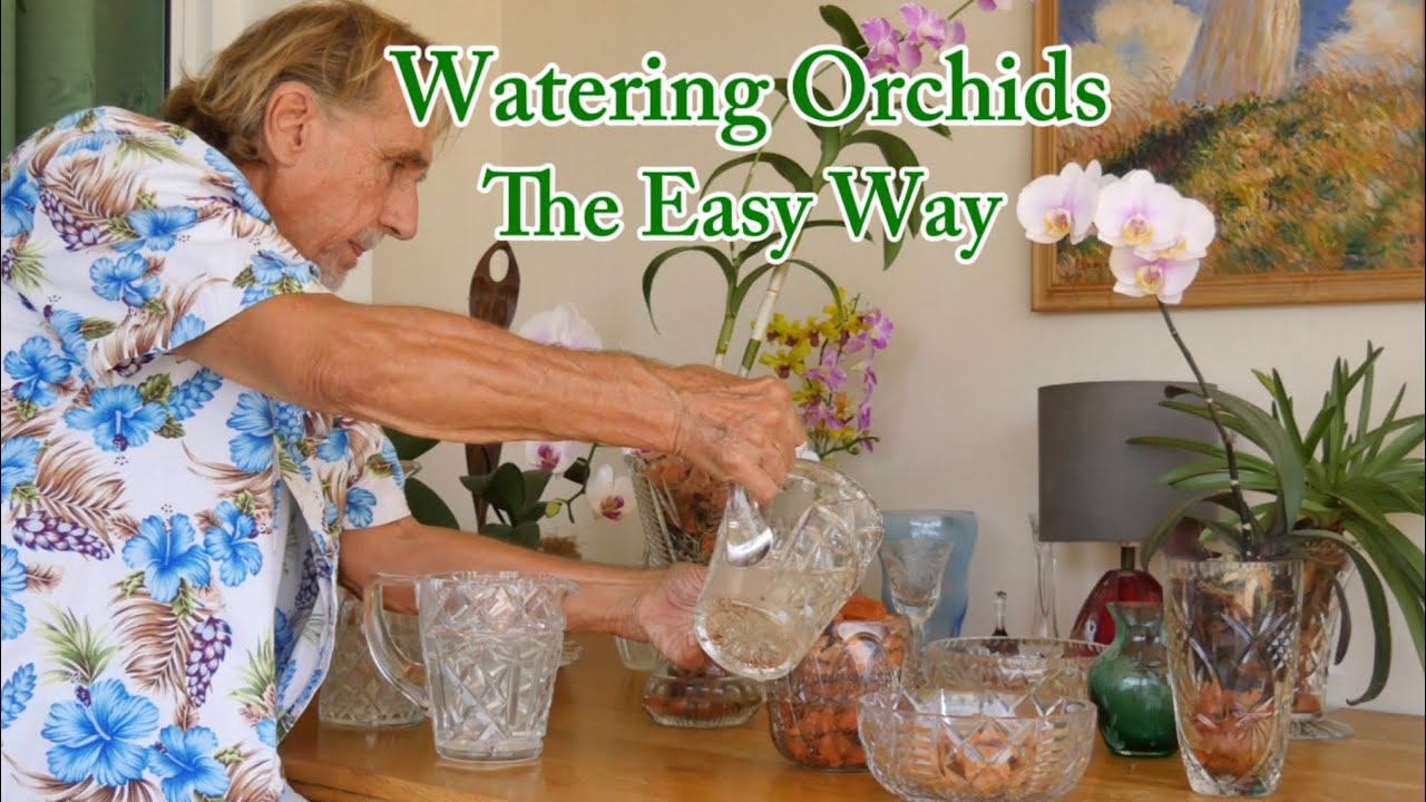 27 | How we Water Orchids Correctly the Easy Way