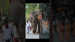 WILDLIFE PHOTOGRAPHY - Powerful Photo Editing Mobile app in lightroom | Elephant Photo Editing Tips screenshot 2