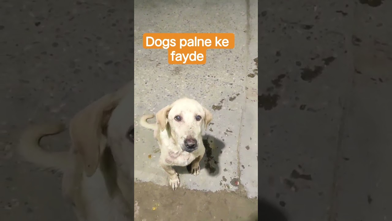 dogs palne ke faygde 