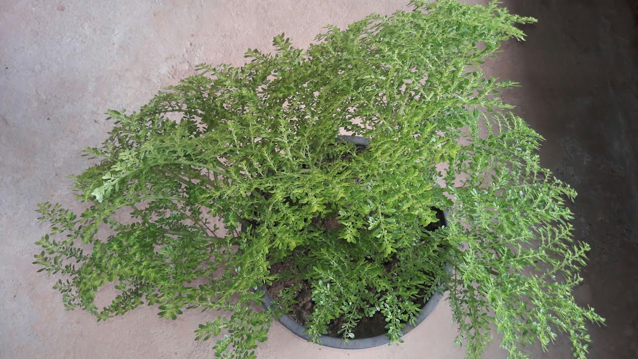 brilhantina dicas de cultivo