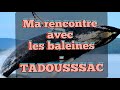 Tadoussac : LE site pour observer les baleines