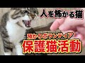 【保護猫活動】人を怖がる猫のサギリ…遂にケージの外へ?【サンシャイン池崎に続け!本田兄妹の預かりボランティア】