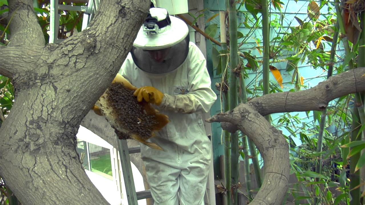 Honey Bee Rescue YouTube