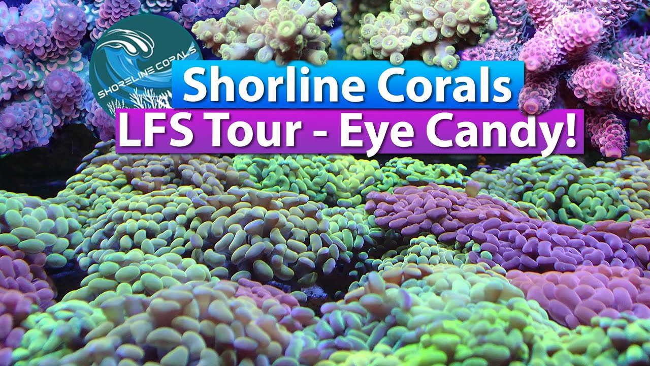 Shoreline Corals LFS Tour Grand Opening & Coral Eye Candy YouTube
