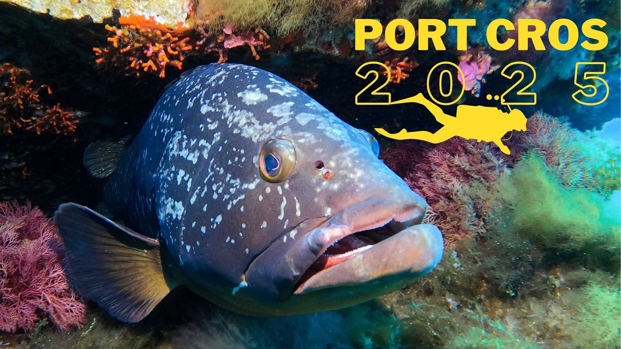 Scuba diving Port Cros 4K