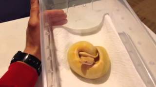 Keeping your first ball python