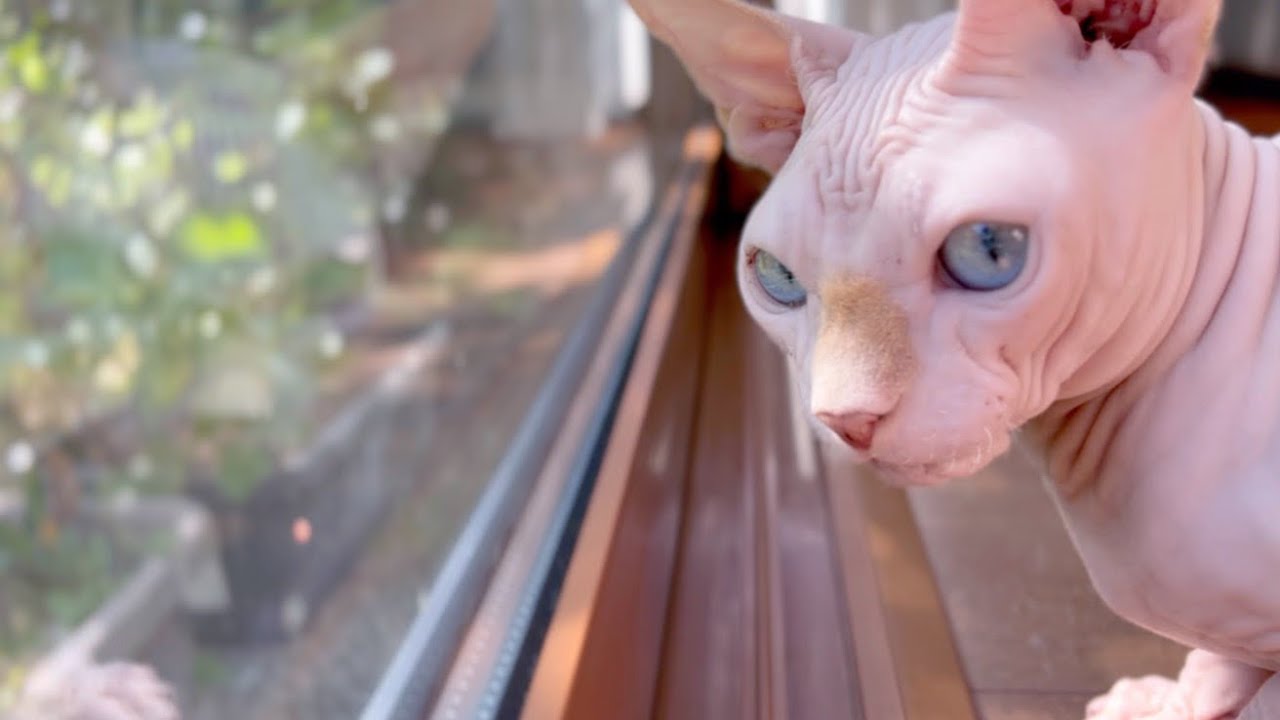 猫が「ケケケ」と鳴くことをクラッキングというそうですが聞いたことが
