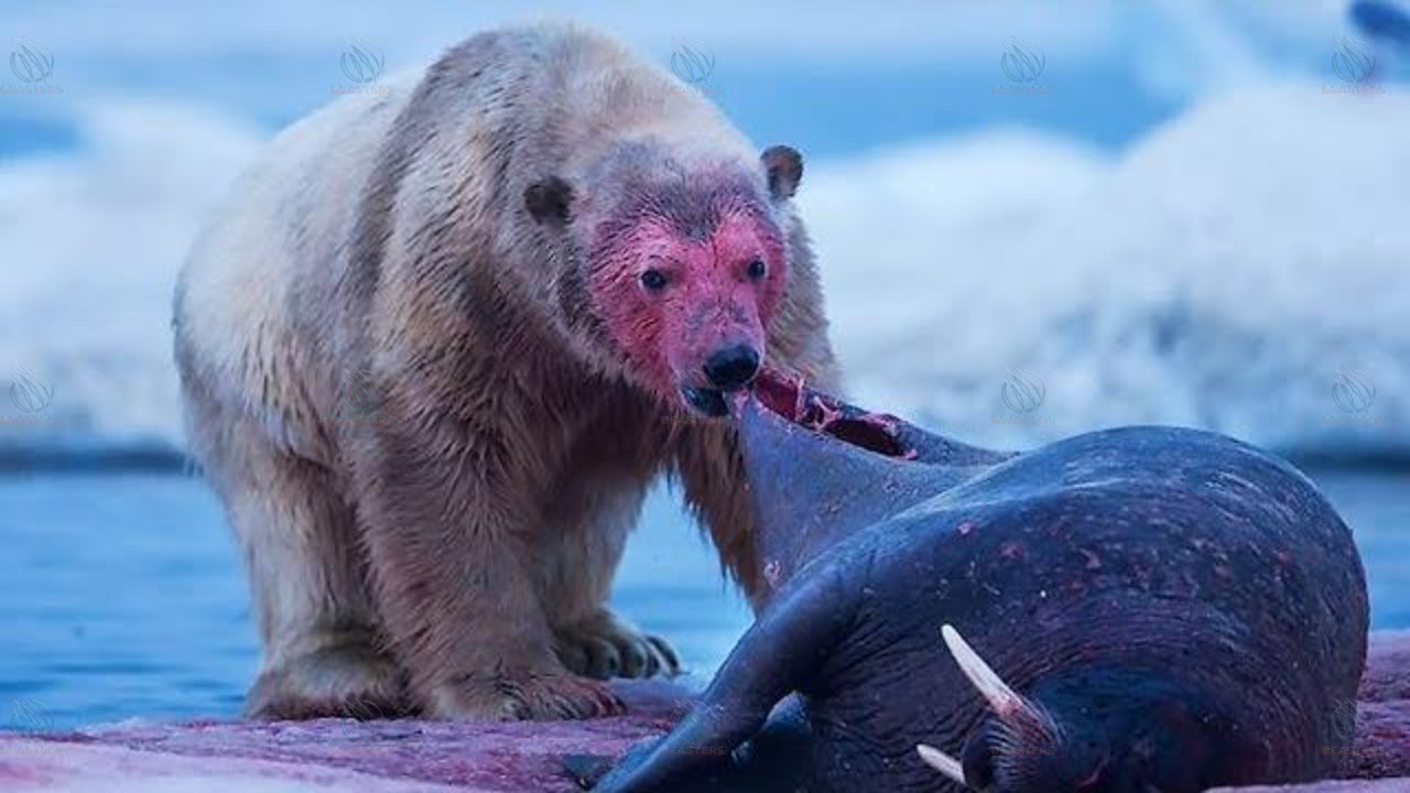 POLAR BEAR ─ Deadliest Beast of the Arctic