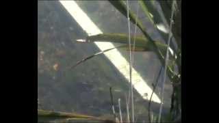 southland whitebait run 2011.wmv