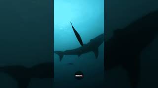 Grizzly Bear - The Shark Killer #shorts