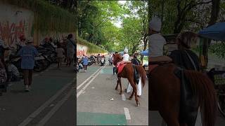 anak kecil naik kuda #shorts #shortvideo
