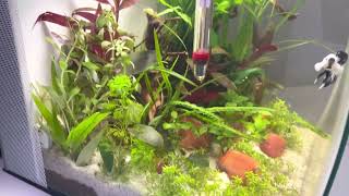 Fluval Flex planted Betta aquarium