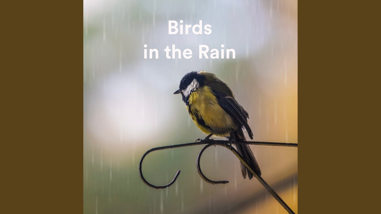 Watch Cleansing Rain on YouTube Watch Cleansing Rain on YouTube