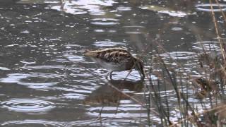 Jack Snipe (Limnocryptes minimus)