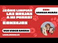 ¿Cómo limpiar las orejas a mi perro? | Centro Canino Las Almenas