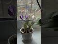 🦋🕎🦋