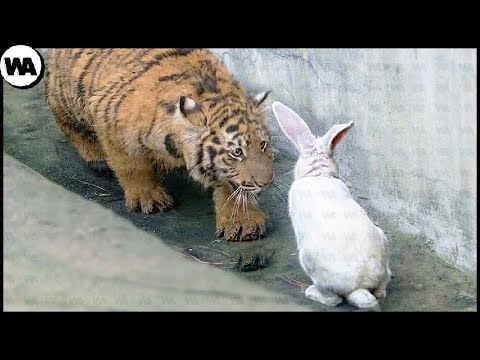 Видео: Гайхамшигтай Echinodorus зүрх навчтай