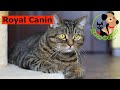 Почему все рекомендуют корм Роял Канин (Royal Canin)?