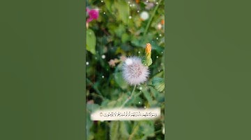 تلاوة خاشعة | القارئ : هـمـام عـدنـان  #قرآن #تلاوة_خاشعة