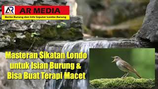 Masteran Sikatan Londo Untuk Isian Burung dan Terapi Macet