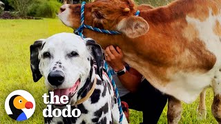 Rescue Cow Didn't Have Any Friends Until He Met a Dalmatian | The Dodo