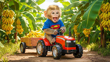 Baby Monkey Bon Bon Drives Tractor To Big Harvest Bananas - Monkey Farm Work 🐒🚜🍌